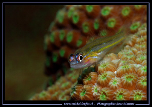 Face to Face... Que du bonheur... :O)... by Michel Lonfat 